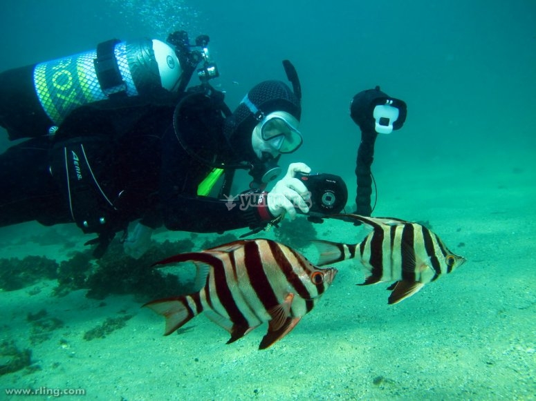 Fotografiando peces bajo el agua Fotografiando peces bajo el agua